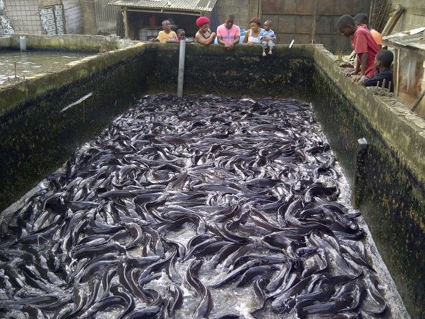 Stocking Of Catfish Ponds