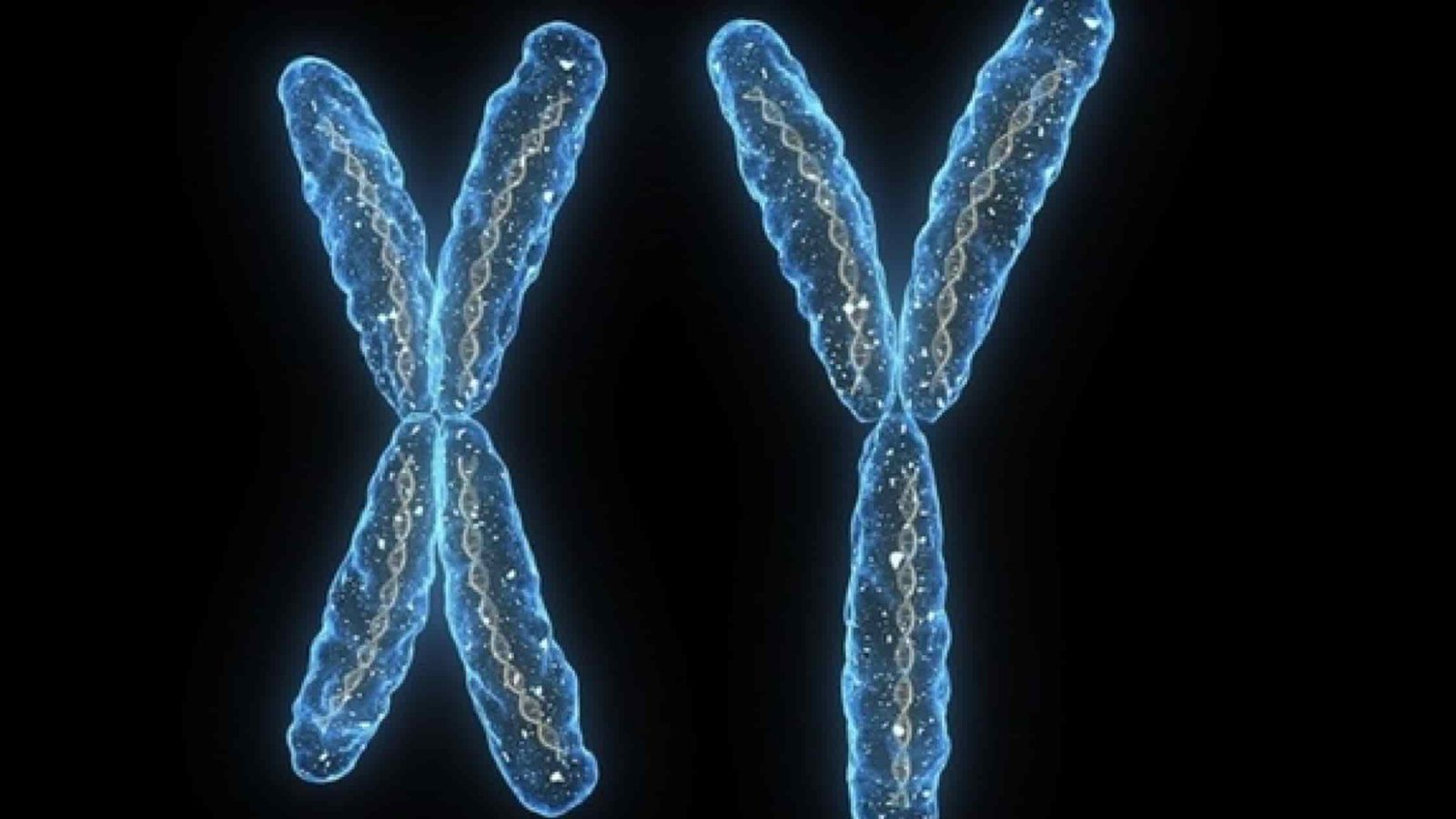 The Y chromosome that makes human male or not is disappearing - Expert