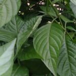 Ewe eje (Justicia carnea) plant with green leaves growing in Nigeria
