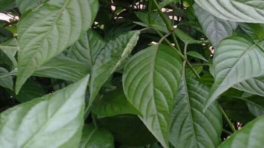Ewe eje (Justicia carnea) plant with green leaves growing in Nigeria